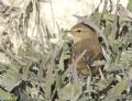 Phylloscopus collybita